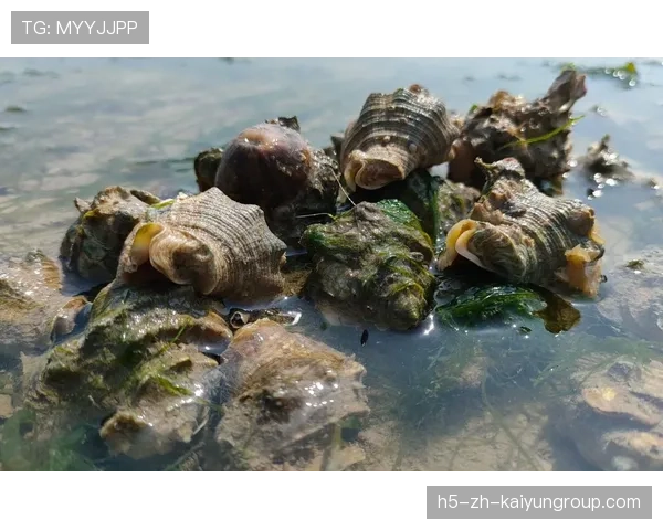 台风带来惊喜,惠州海滩海鲜爆棚,惠州台风厉害吗